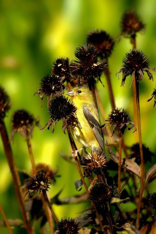 American Goldfinch Art Print featuring the photograph I am a Flower Stalk Do You See Me by Carol Montoya