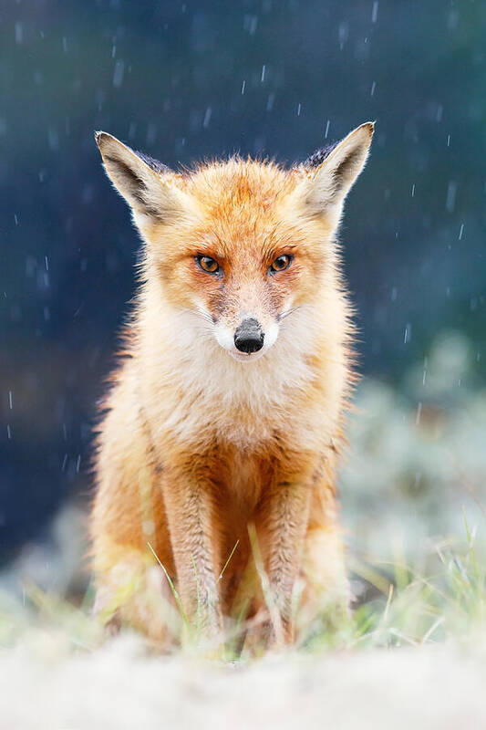 Fox Art Print featuring the photograph I Can't Stand the Rain fox in a rain shower by Roeselien Raimond