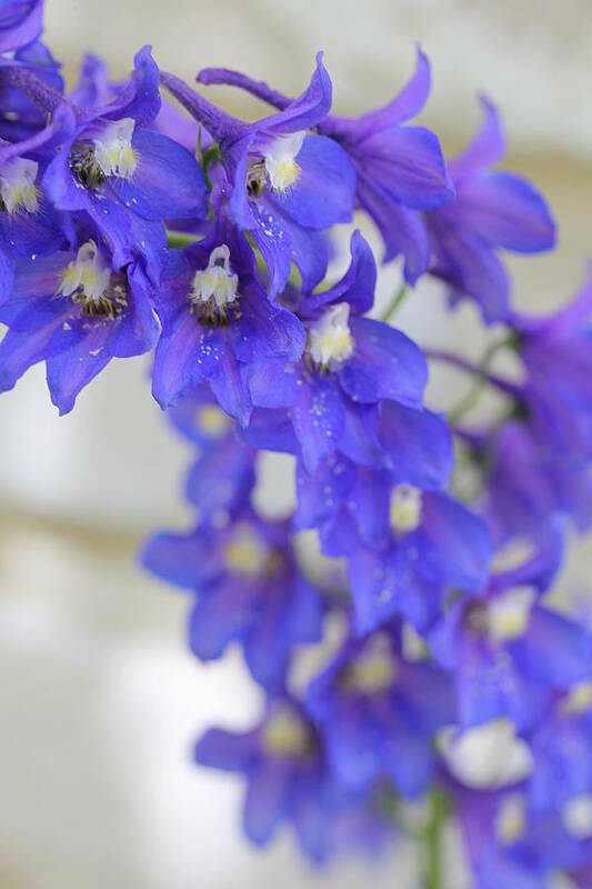 Delphinium Art Print featuring the photograph I Got the Blues by Ruth Kamenev