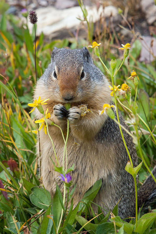 Columbian Ground Squirrel Art Print featuring the photograph I will have the salad to go by Jack Bell