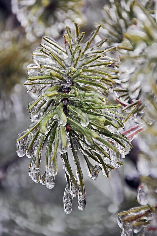 Ice Storm Art Print featuring the photograph Ice Storm Remnants lll by Theo OConnor
