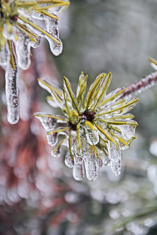 Ice Storm Art Print featuring the photograph Ice Storm Remnants by Theo OConnor