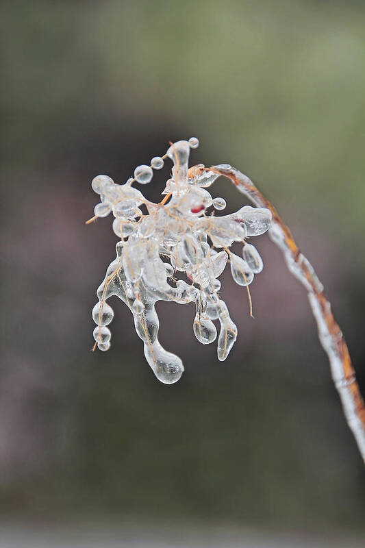 April Art Print featuring the photograph Ice Storm Remnants Vl by Theo OConnor