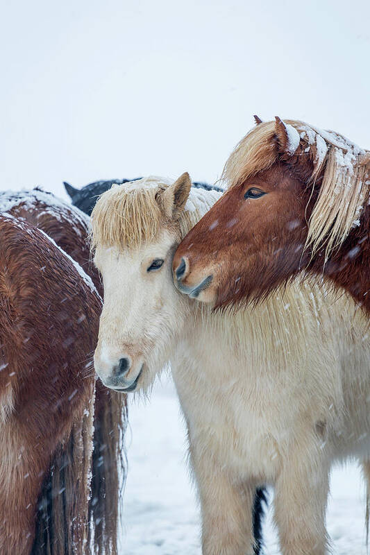 Photography Art Print featuring the photograph Icelandic Horses by Animal Images
