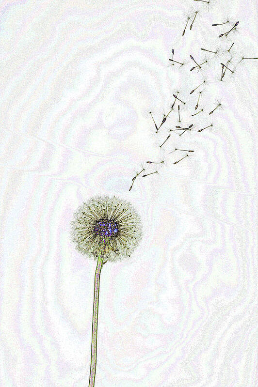 White Background Art Print featuring the photograph Ideas Flying From Fantasy Dandelion by Rosemary Calvert