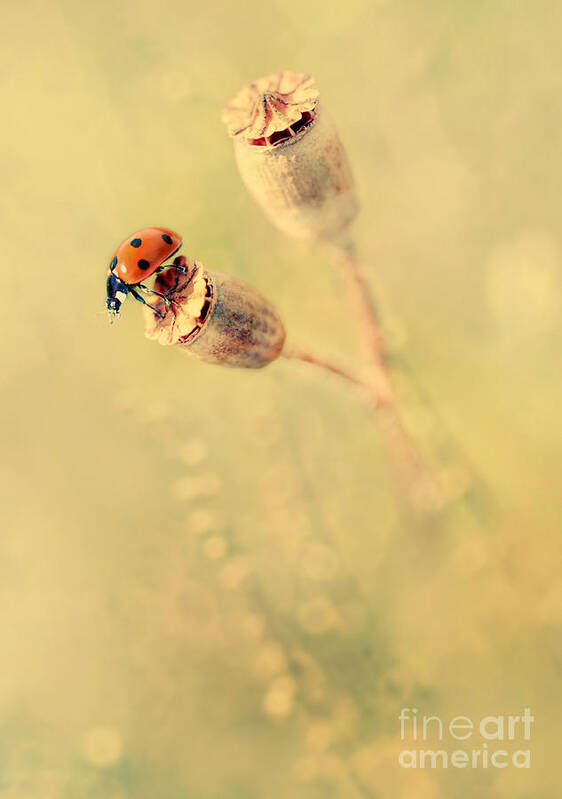 Ladybug Art Print featuring the photograph Impression with dry poppies by Jaroslaw Blaminsky