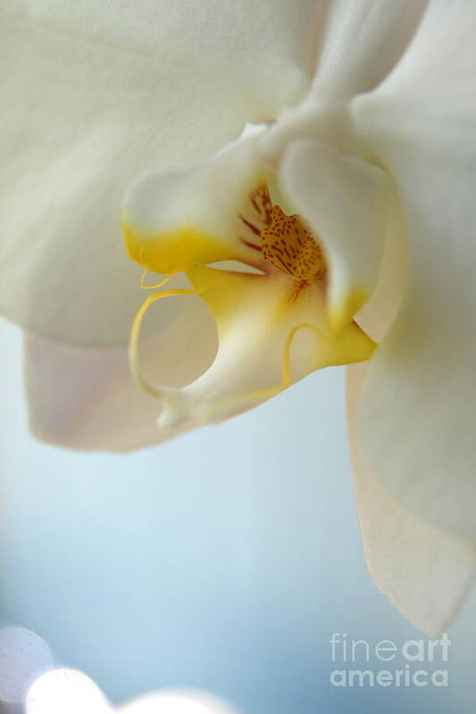 Orchid Art Print featuring the photograph In Orchid Light by Neal Eslinger