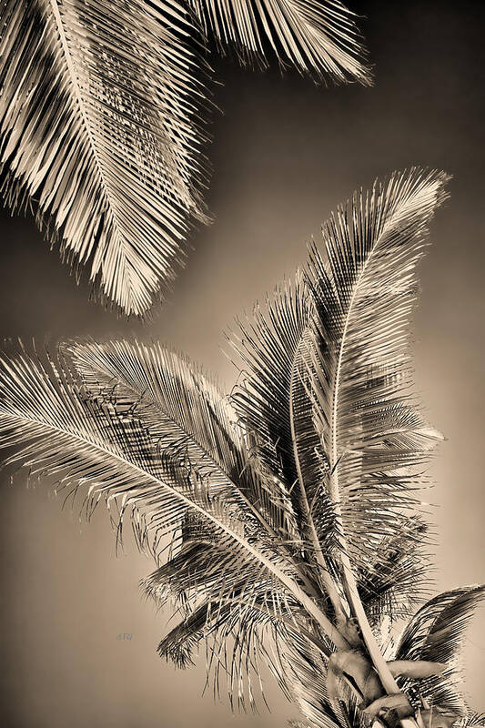 Puerto Morelos Art Print featuring the photograph In The Palm Of Your Hand by Allan Van Gasbeck