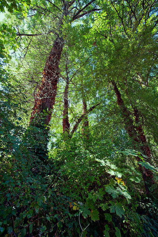 Forest Art Print featuring the photograph In the Quiet Forest by Bonnie Bruno