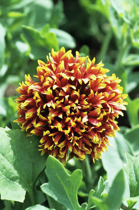 'sundance' Art Print featuring the photograph Indian Blanket Flower by Adrian Thomas/science Photo Library