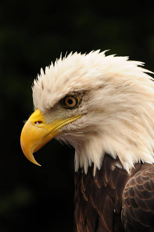 Eagle Art Print featuring the photograph Intense Stare by Mike Martin