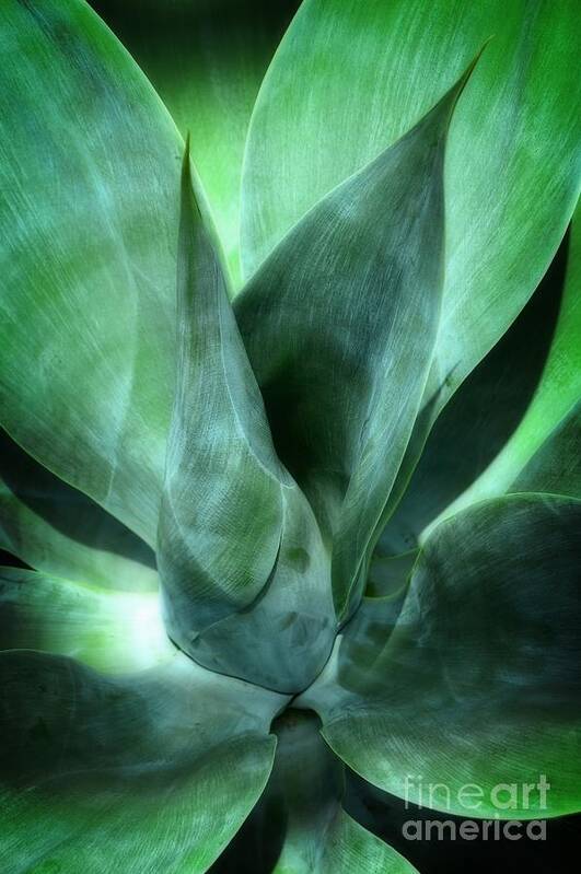 Plant Photography Art Print featuring the photograph Into the Green by Joseph J Stevens