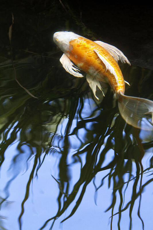 Koi Art Print featuring the photograph Into the Rushes II by Rebecca Cozart
