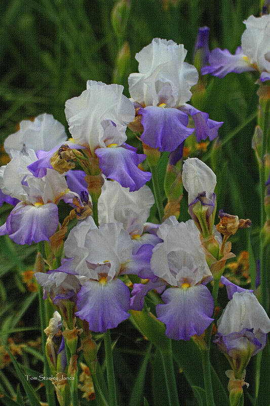 Iris Patch At The Arboretum Art Print featuring the photograph Iris Patch At The Arboretum by Tom Janca