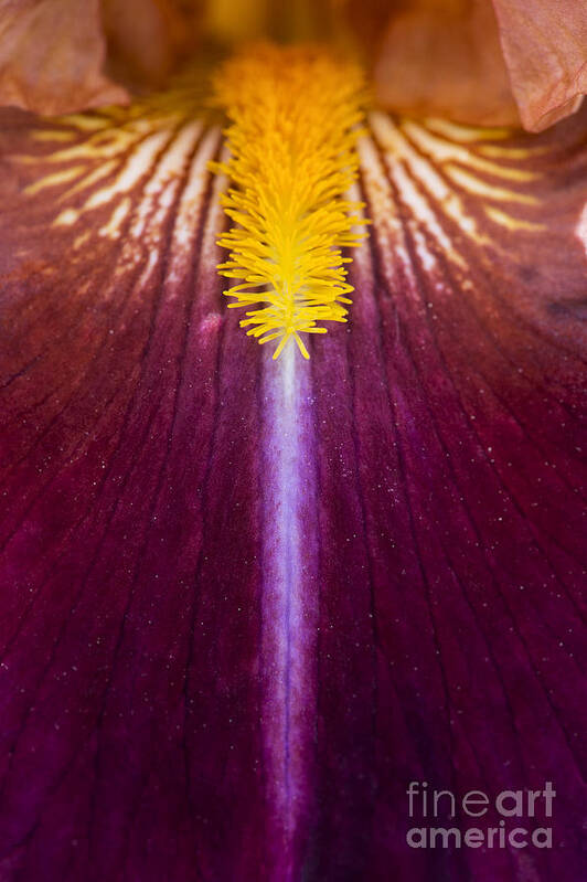 Tall Bearded Iris Art Print featuring the photograph Iris Vladimir Vojtkevich by Tim Gainey