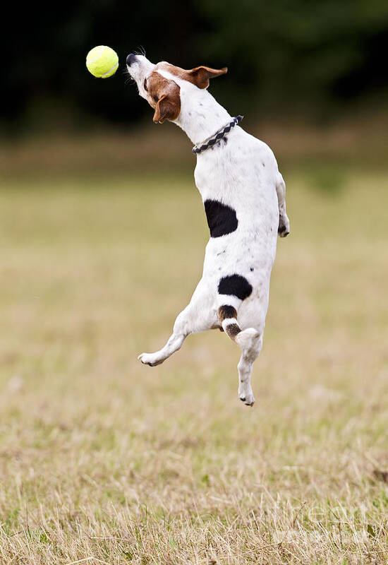 Jack Russell Art Print featuring the photograph Jack Russell Jumping For Ball by Brian Bevan