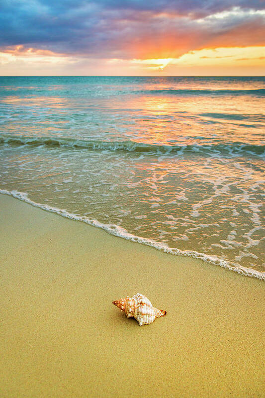 Scenics Art Print featuring the photograph Jamaica, Shell On Beach At Sunset by Tetra Images