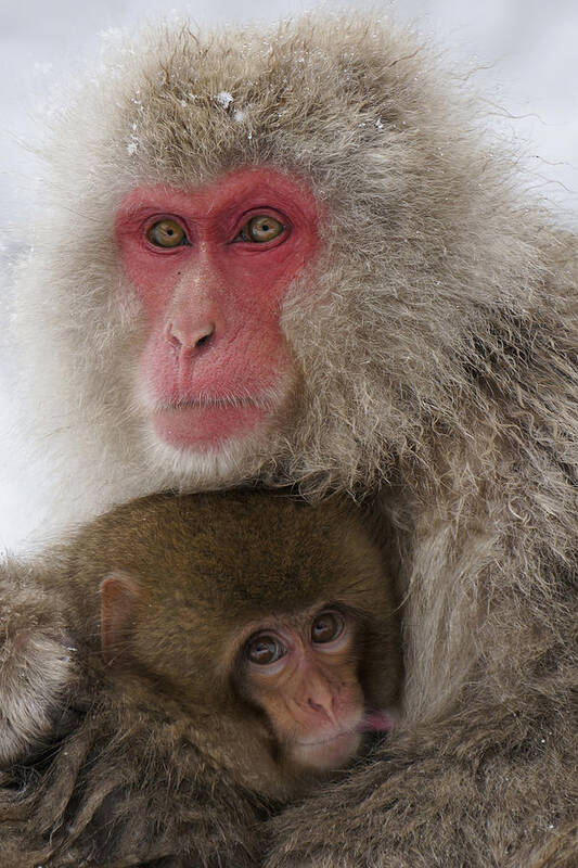 Feb0514 Art Print featuring the photograph Japanese Macaque And Baby by Hiroya Minakuchi