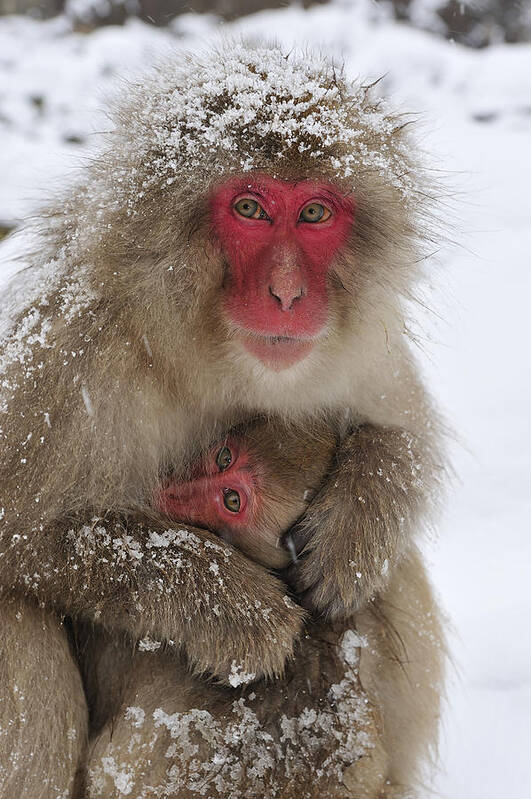 Thomas Marent Art Print featuring the photograph Japanese Macaque Warming Baby by Thomas Marent