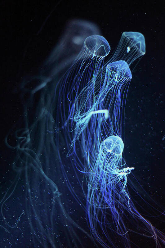 Underwater Art Print featuring the photograph Jellyfish by Rihito Aizawa