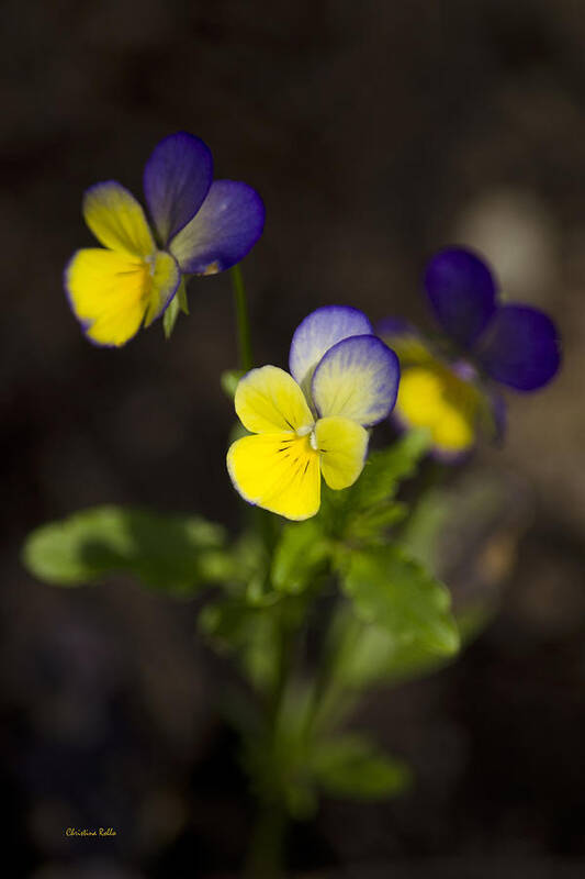 Flowers Art Print featuring the photograph Johnny Jump Up - Viola Tricolor Wildflowers by Christina Rollo