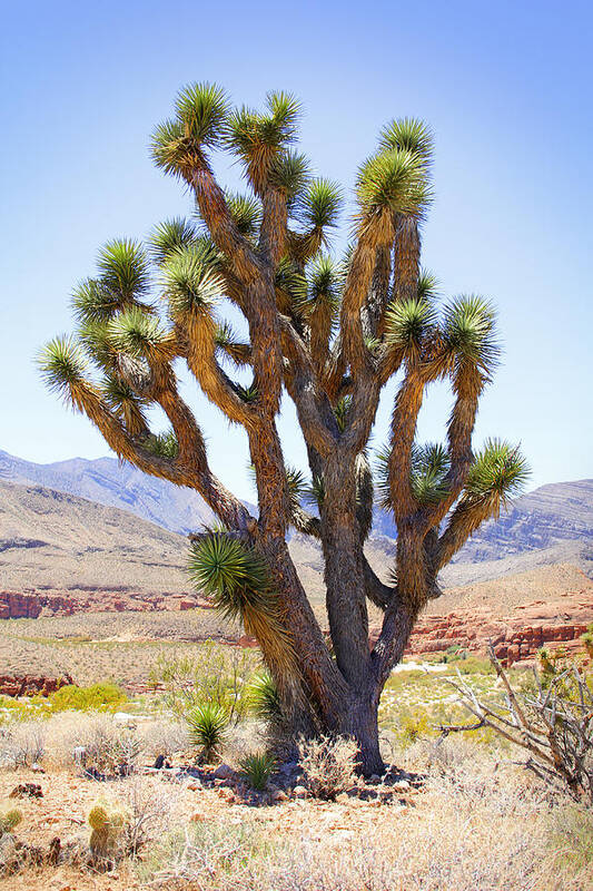 Joshua Tree Art Print featuring the photograph Joshua Tree by Mike McGlothlen