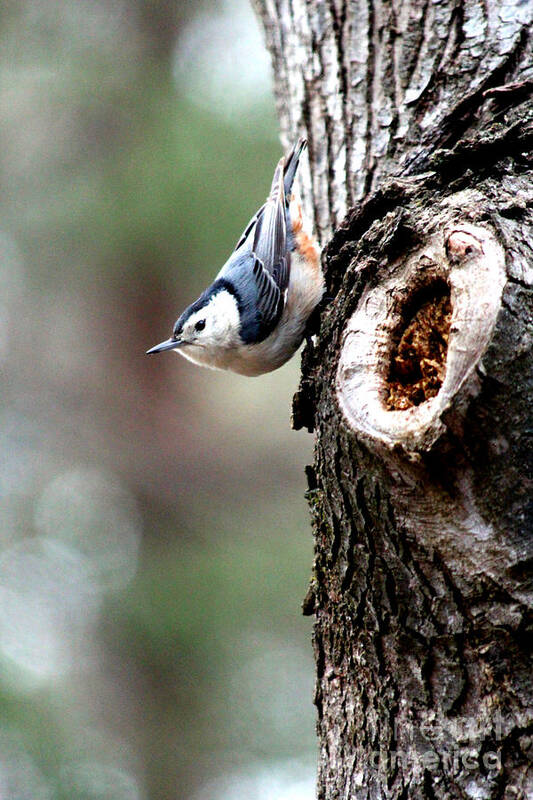White Breasted Nuthatch Art Print featuring the photograph Just Hanging Around by Kathy White