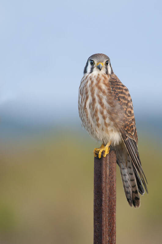 Kestrel Art Print featuring the photograph Kestrel on metal post by Bradford Martin