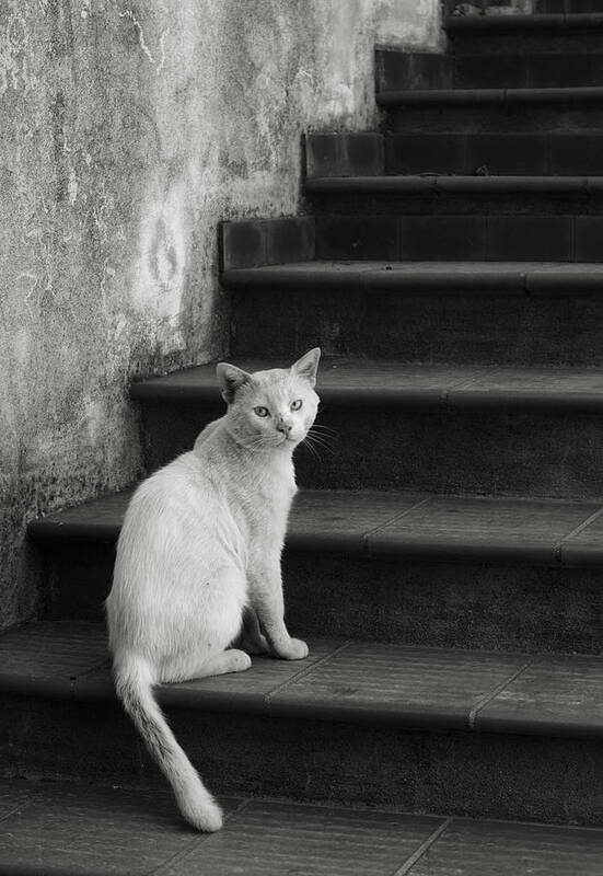 Cat Art Print featuring the photograph Kimba by Laura Melis
