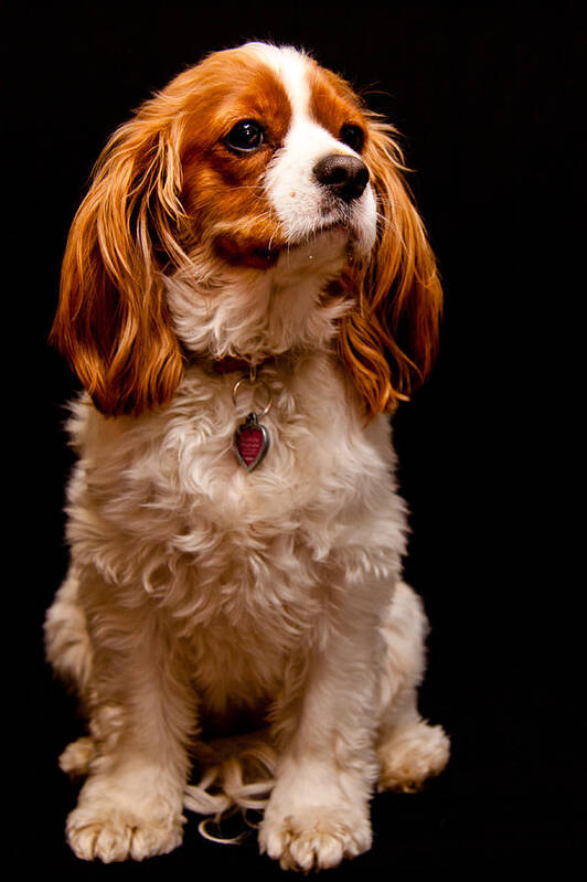 Dog Art Print featuring the photograph King Charles Caviler Spaniel by Marvin Mast