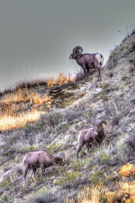 Big Horn Sheep Art Print featuring the photograph King of the Hill by Kevin Bone