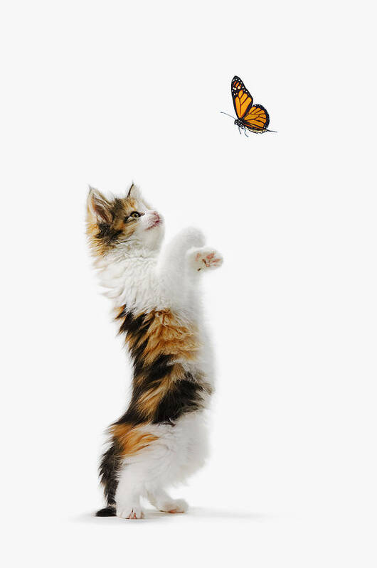 Active Art Print featuring the photograph Kitten And Monarch Butterfly by Thomas Kitchin & Victoria Hurst