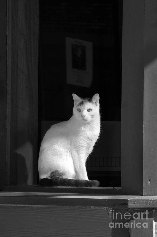 Animals Art Print featuring the photograph Kitty in the Window by Crystal Nederman