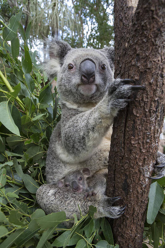 Feb0514 Art Print featuring the photograph Koala Mother And Joey Australia by Suzi Eszterhas