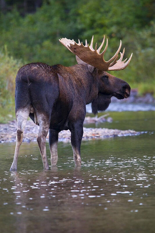 Bull Moose Art Print featuring the photograph Lake Bull by Aaron Whittemore