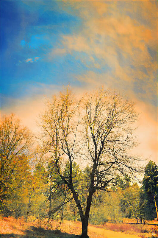 Landscape Art Print featuring the photograph Landscape in Blue and Yellow by Douglas MooreZart