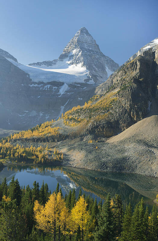 Feb0514 Art Print featuring the photograph Larch Trees Mt Assiniboine And Sunburst by Kevin Schafer