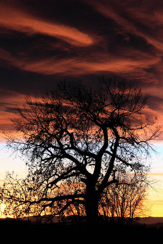 Sunset Art Print featuring the photograph Large Cottonwood At Sunset by Shane Bechler