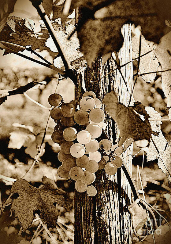 Grapes Art Print featuring the photograph Late Harvest Il by Brett Maniscalco