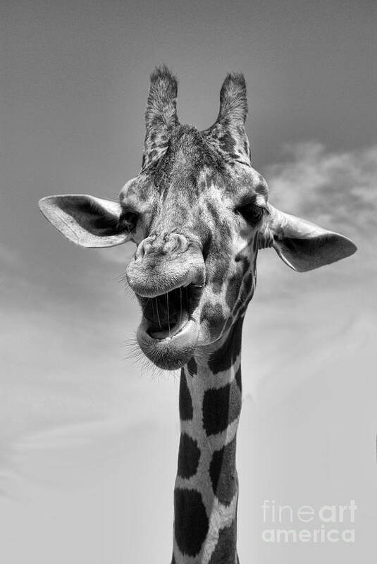 Giraffe Art Print featuring the photograph Laughing Giraffe Black and White by Jim And Emily Bush