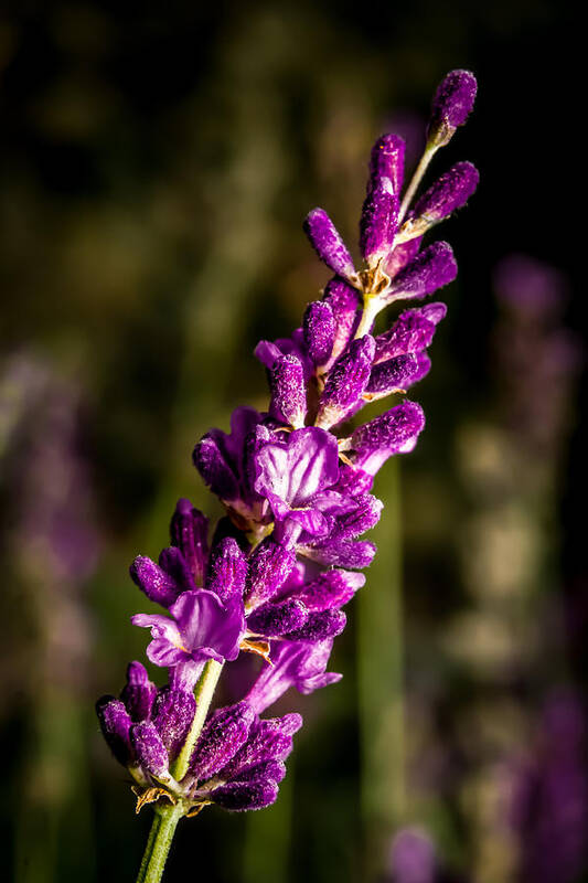 Flower Art Print featuring the photograph Lavender Flowers by Ron Pate