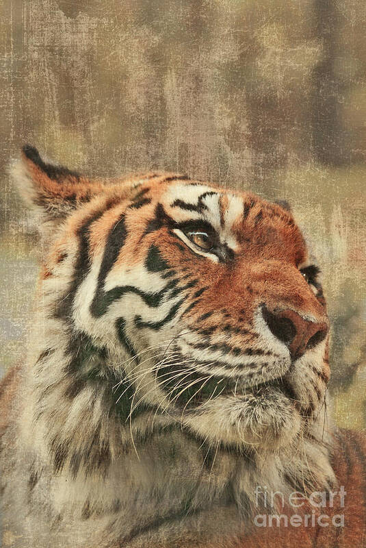 Tiger Art Print featuring the photograph Le Reveur by Aimelle Ml