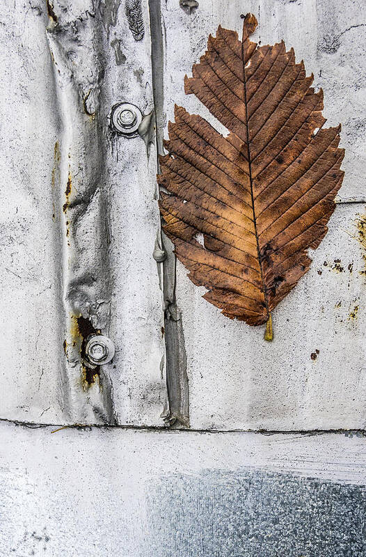 Color Art Print featuring the photograph Leaf on metal roof by Arkady Kunysz