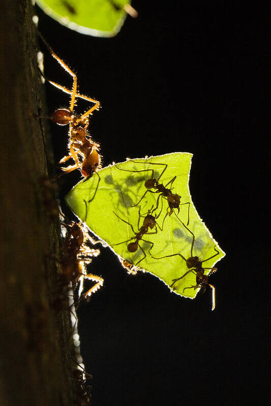 00198548 Art Print featuring the photograph Leafcutter Ants Carrying Leaves by Konrad Wothe