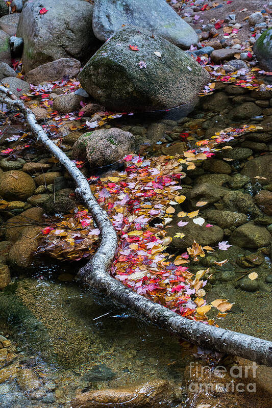 Autumn Art Print featuring the photograph Leaves of Autumn by John Greco