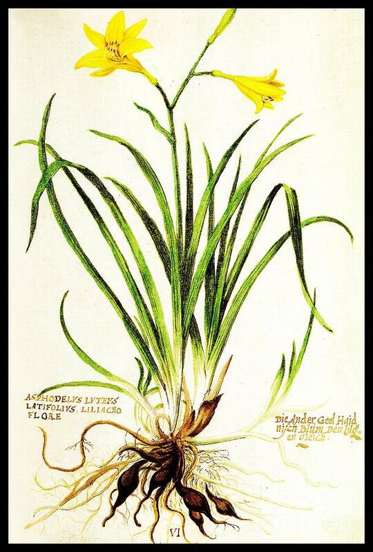 Daylily Art Print featuring the drawing Lemon Daylily Botanical by Rose Santuci-Sofranko