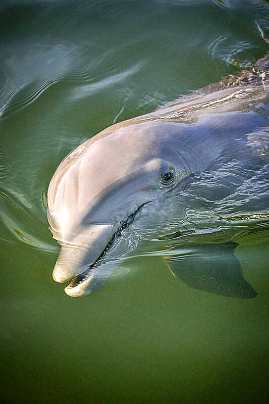 Dolphin Art Print featuring the photograph Dolphin by MLP Photography