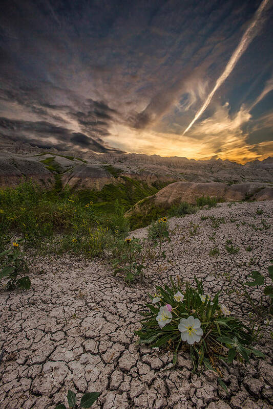 Badlands National Park Art Print featuring the photograph Life Finds A Way by Aaron J Groen