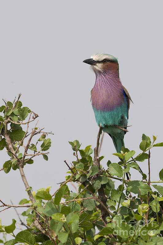 Africa Art Print featuring the photograph Lilac-breasted Roller by John Shaw