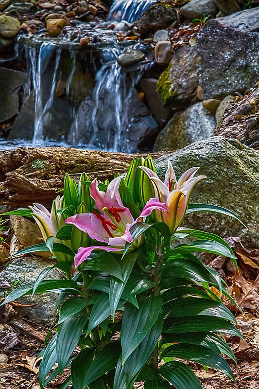 Lily Art Print featuring the photograph Lilies of the Falls by John Haldane